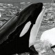 the Orca Lolita