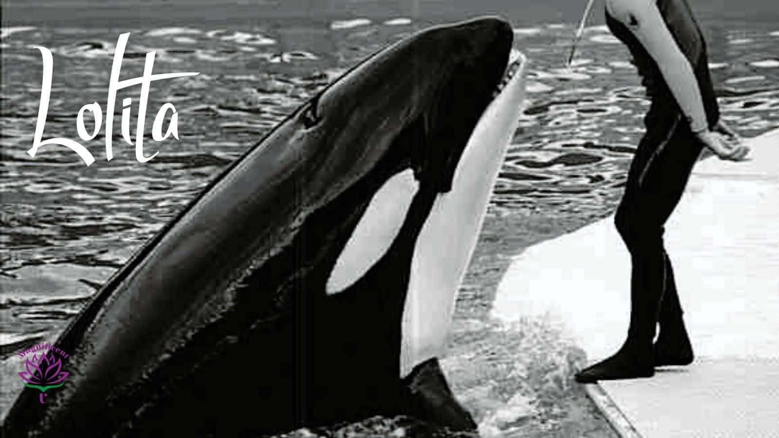 the Orca Lolita