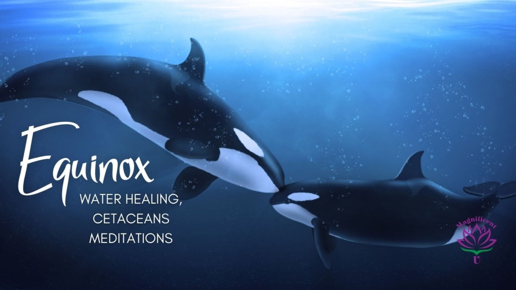 Orcas Equinox Meditation Water Healing Meditation Cetacean Meditation Dolphin Whale