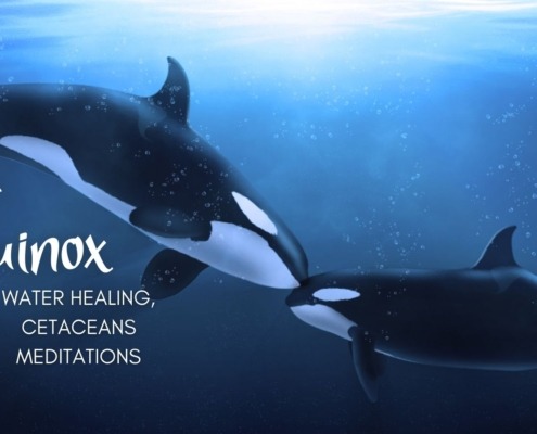 Orcas Equinox Meditation Water Healing Meditation Cetacean Meditation Dolphin Whale