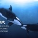 Orcas Equinox Meditation Water Healing Meditation Cetacean Meditation Dolphin Whale