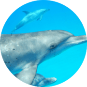 Bimini Dolphins dolphin gifts orca whale free giveaway