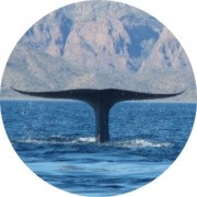Blue Whale Tail Circle 2 IG Blue Whale Tail