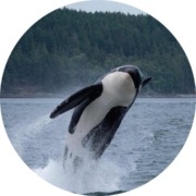 Orca cropped (1) Orca cropped 1 1