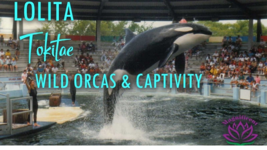 Orca Lolita Tokitae