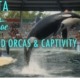 Orca Lolita Tokitae