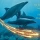 dolphin energy healing course, Dolphins Divine Feminine