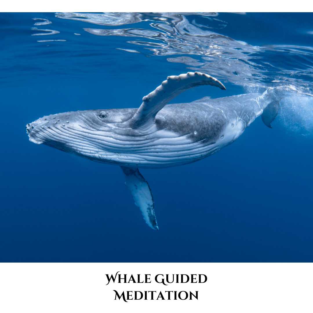 Guided Whale Meditation