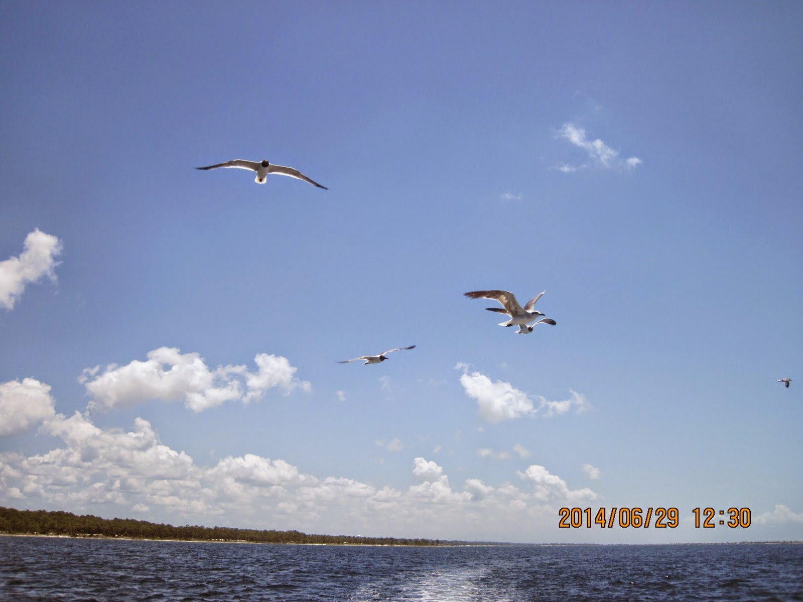 sea gulls Panama City Florida