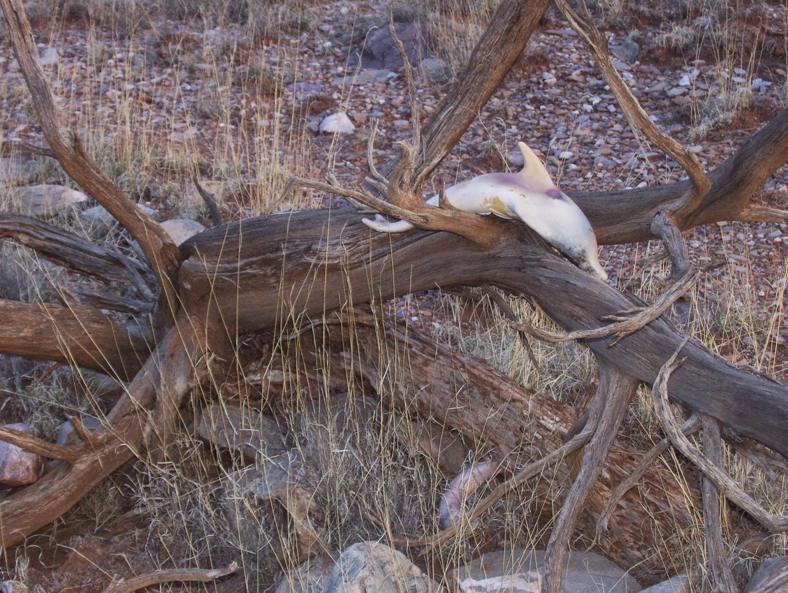 Dolphin trail at Timothy Wyllie's home in New Mexico