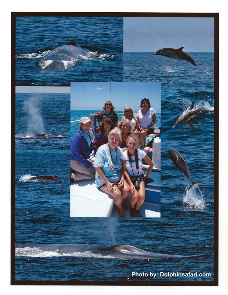 Dolphins, Whales, Dolphin trip, Roberta Goodman