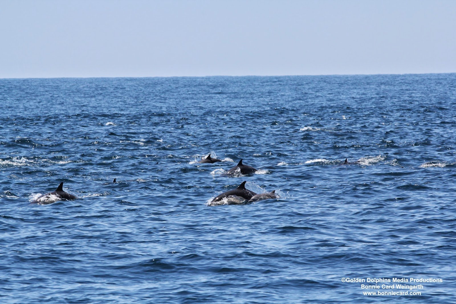 Common Dolphins near Dana Point, California