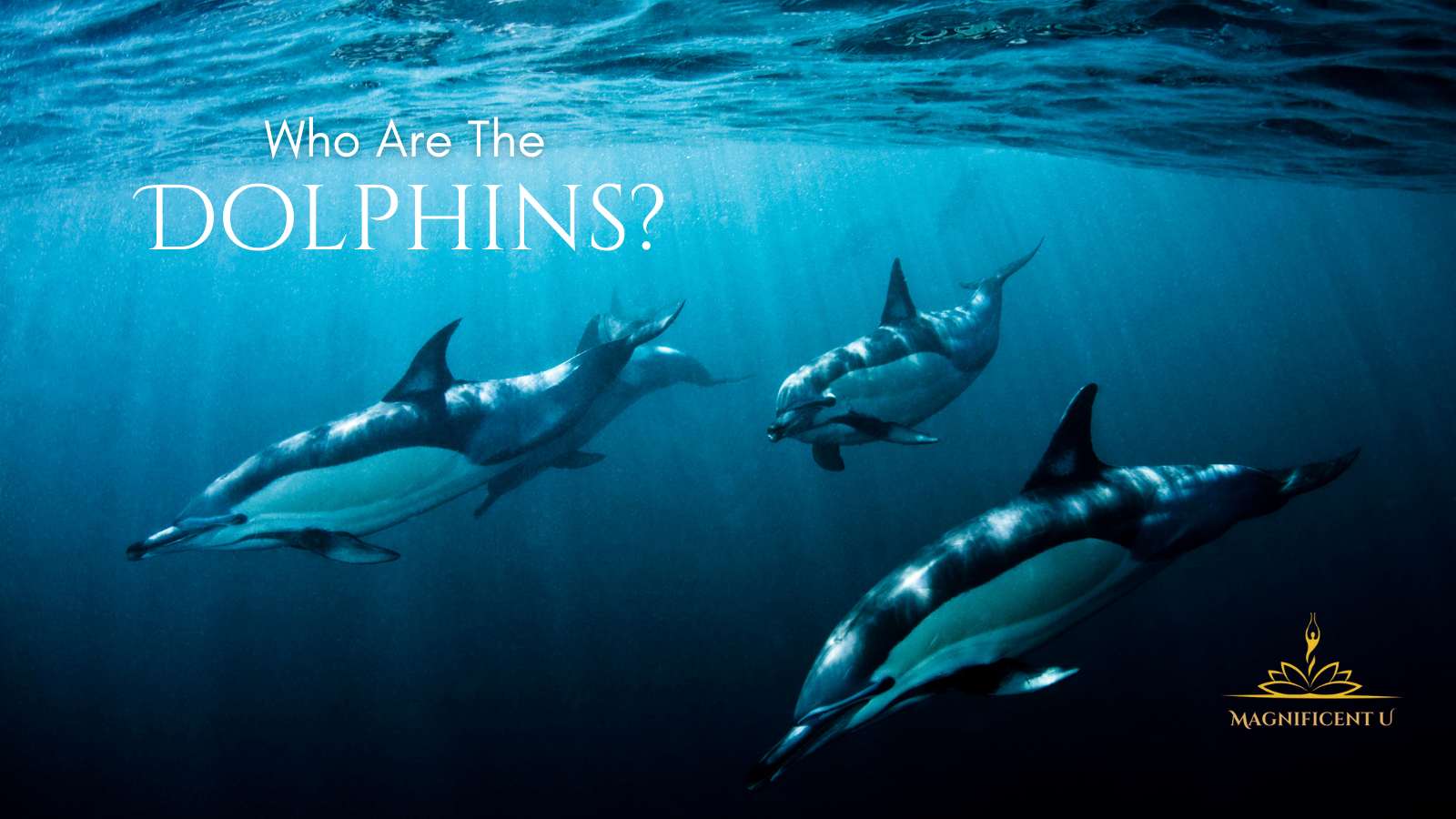 Who Are the Dolphins, cetaceans, dolphin energy healing