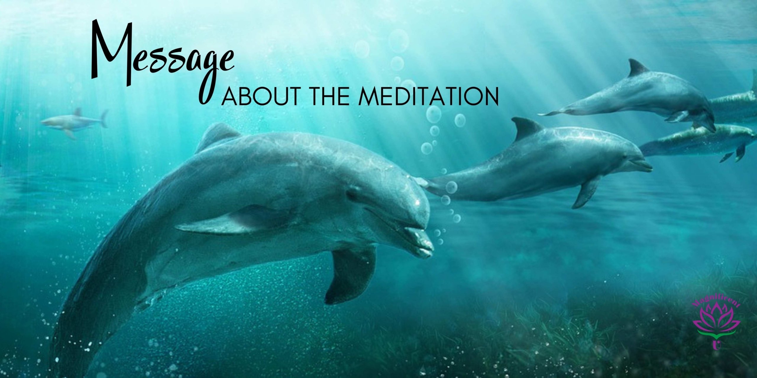 Message about the meditation (1) Message about the global dolphin water healing meditation for planetary healing