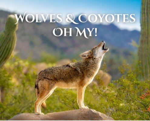 Wolves Coyotes Shamanic Connection