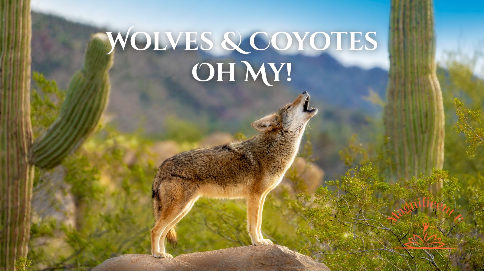 Wolves Coyotes Shamanic Connection