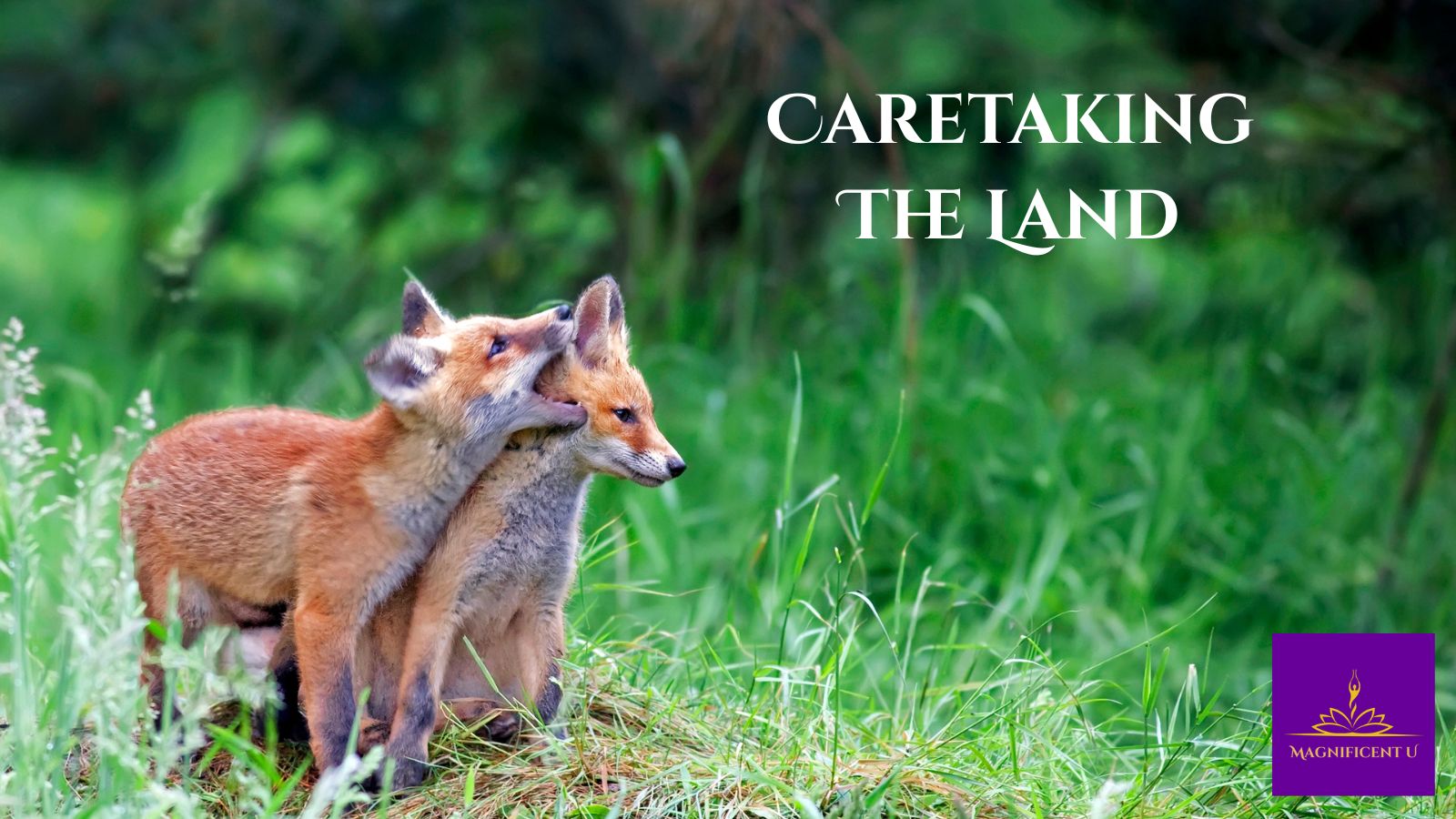 Caretaking The Land Caretaking the land